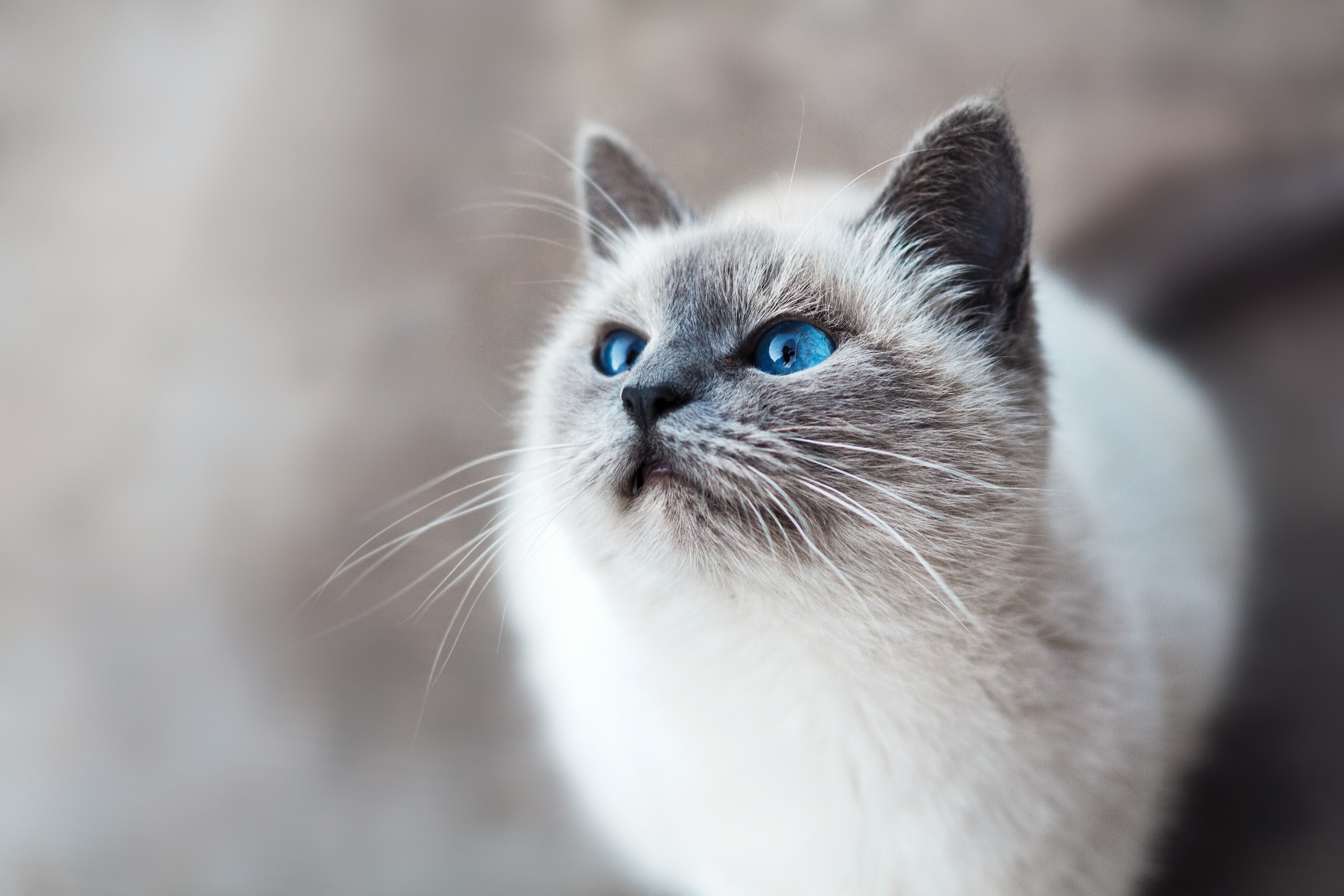 ../../_images/cat.jpg